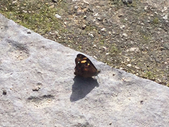Heteronympha banksii