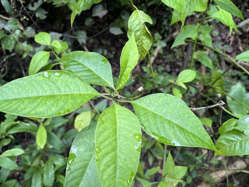 Deeringia polysperma