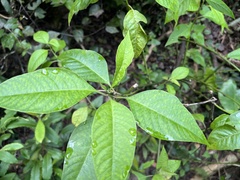 Deeringia polysperma