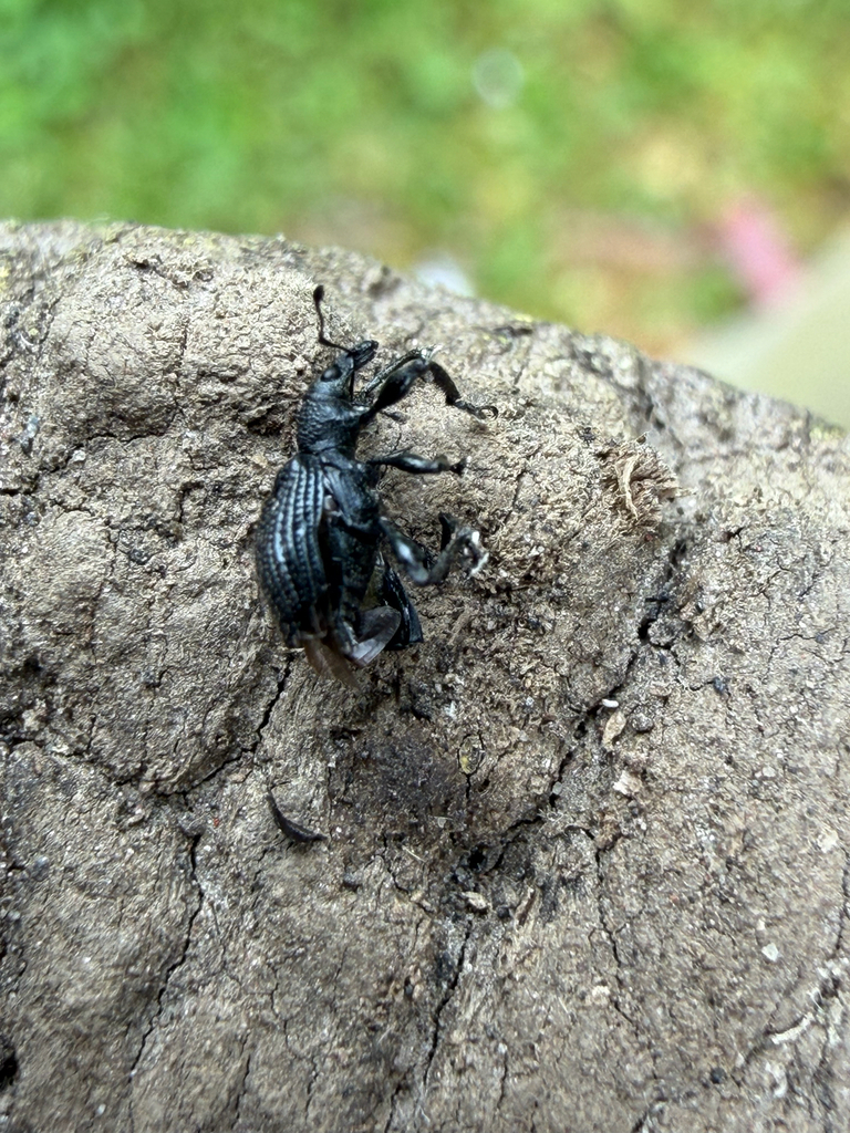 Phanasora benoisti