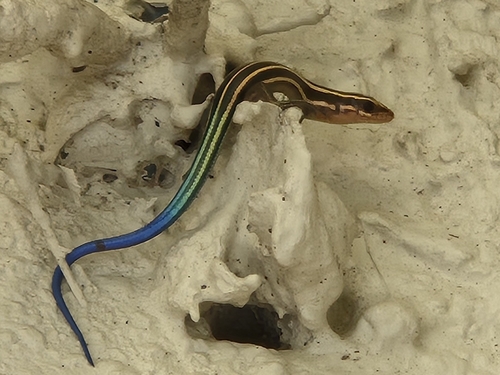 Ousima Skink, Plestiodon marginatus