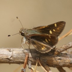 Lon melane vitellina