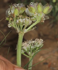 Vesper macrorhizus
