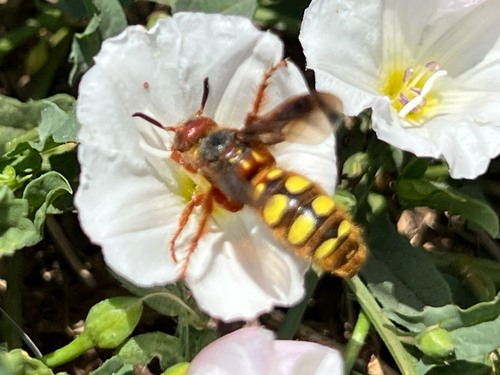 Eight-spotted Scoliid Wasp
