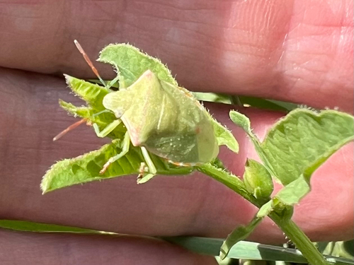 Red-shouldered Stink Bug