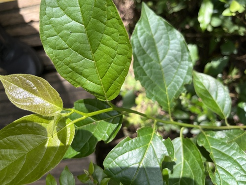 Ehretia resinosa, photograph 3