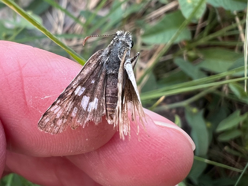 Common Checkered-Skipper