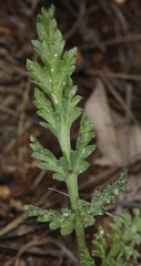 Vesper macrorhizus