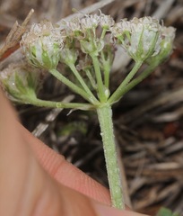 Vesper macrorhizus