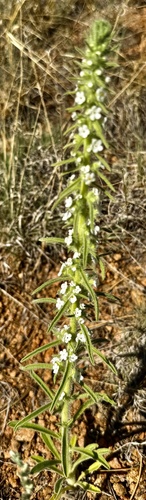 Oreocarya virgata, photograph 6
