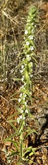 Oreocarya virgata, photograph author not stated, no rights reserved