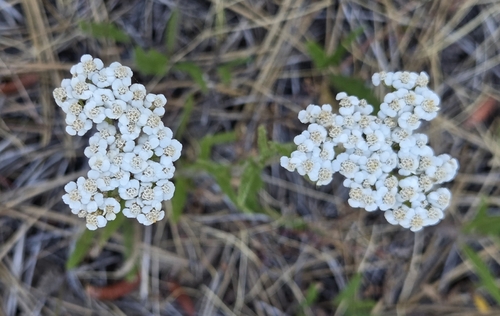iNaturalist observation photo of common yarrow