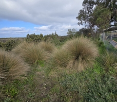 Austrostipa stipoides, photograph (c) Rod Lowther, some rights reserved (CC BY)