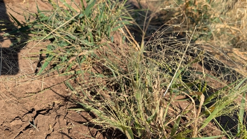witch grass