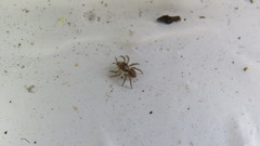 Saitis variegatus