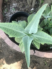 Kalanchoe gastonis-bonnieri