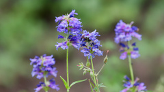 Penstemon watsonii