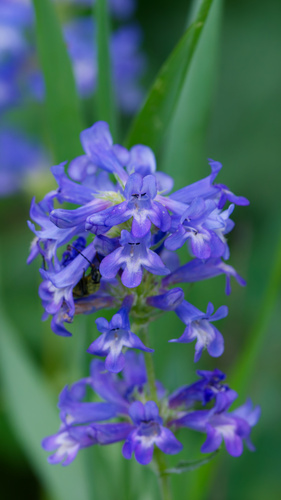 Wasatch beardtongue (Penstemon cyananthus)
