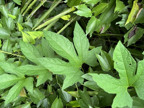 Momordica cochinchinensis