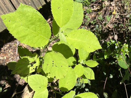 Ehretia dicksonii