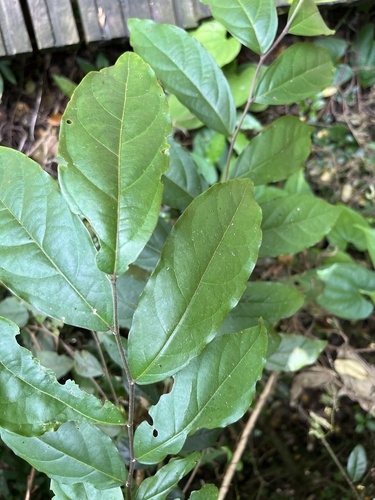 Glochidion philippicum, photograph 3