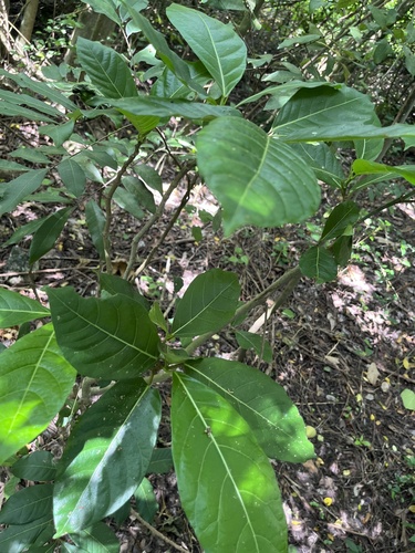 Ficus septica, photograph 4