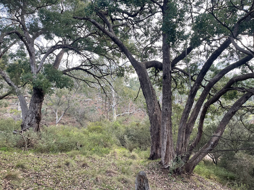 Eucalyptus baueriana