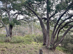 Eucalyptus baueriana