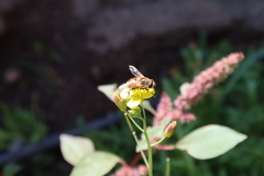 Eristalis tenax