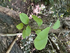 Ehretia acuminata, photograph (c) 謝麗霦, some rights reserved (CC BY)