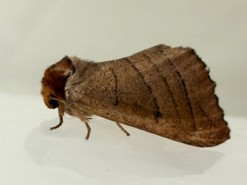 Angus' Datana Moth photo 5