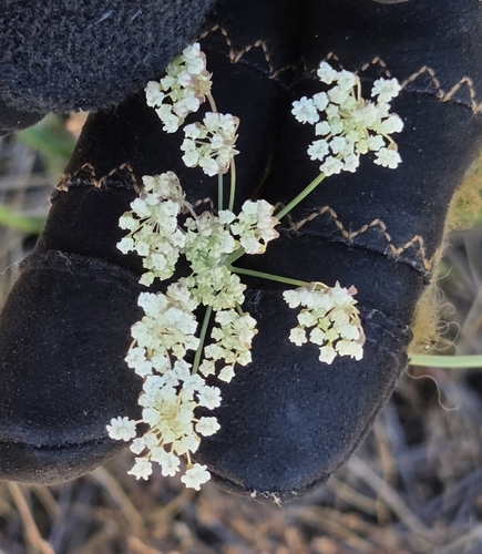 iNaturalist observation photo of yampahs