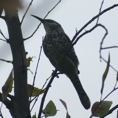 Campylorhynchus jocosus