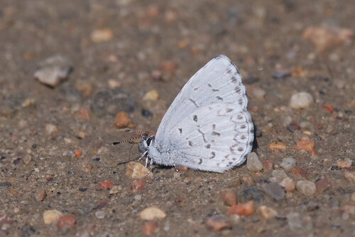 Northern Azure
