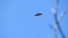 Parabuteo unicinctus