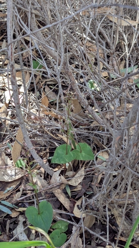 small mosquito-orchid
