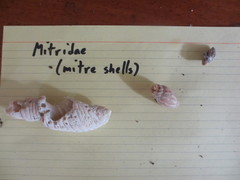 Mitridae