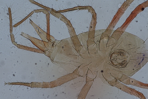 Odontoscirus observed 2026-06-19