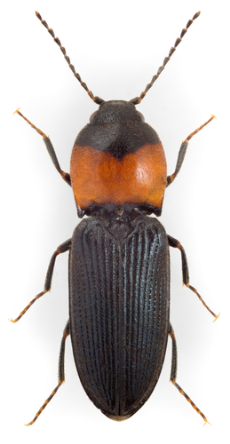 Cardiophorus ruficollis