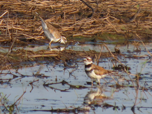 Killdeer