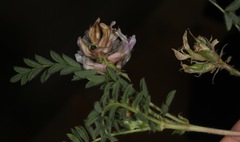 Astragalus plattensis
