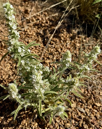 Oreocarya virgata, photograph 5