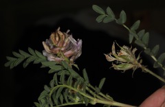 Astragalus plattensis