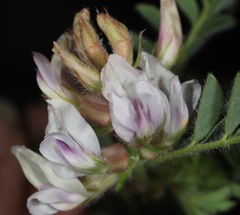 Astragalus plattensis