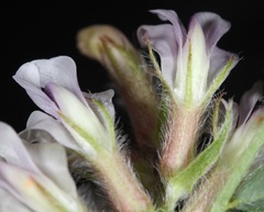 Astragalus plattensis