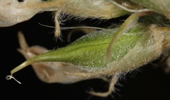 Astragalus plattensis