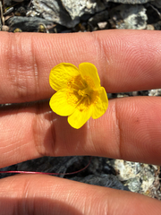 (c) Rajan Rao, some rights reserved (CC BY) Saxifraga flagellaris, photograph (c) Rajan Rao, some rights reserved (CC BY)