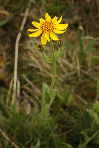 Arnica mollis, photograph 6