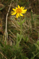 Arnica mollis, photograph winklepuff, CC BY, iNaturalist via GBIF