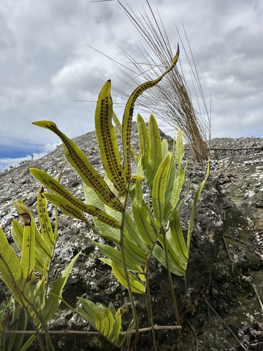 Serpocaulon triseriale